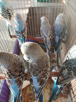 Predám polovystavné andulky