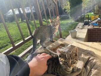 Darujeme prítulné mačiatka