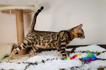 Bengálska mačka na predaj