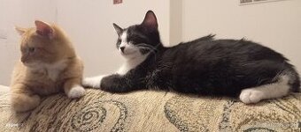 Darujem mačiatko  zadarmo.