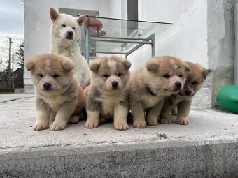 Akita inu šteniatka