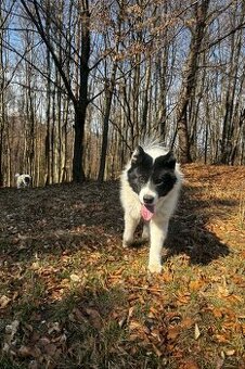 Aljašský malamut/Kanadský eskymacky pes s PP