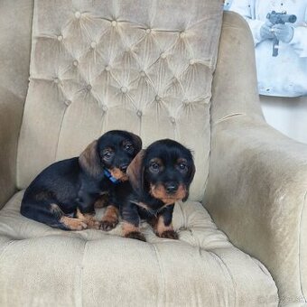 Jazvečík hrubosrstý