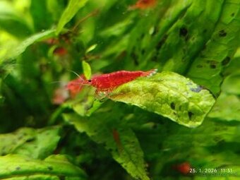 Krevetky Neocaridina Bloody Mary