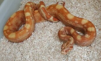 Boa imperator - Purple Sharp Sunglow Aztec, Sharp Sunglow - 1