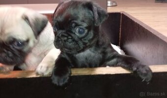 Mops Mopslík