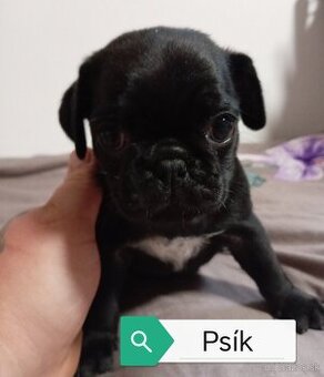 Mops Mopslík