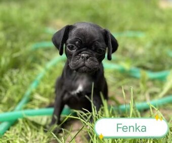 Mops Mopslík