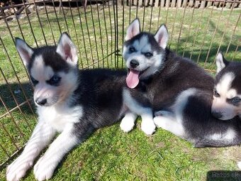 Sibírsky husky, hasky šteniatka