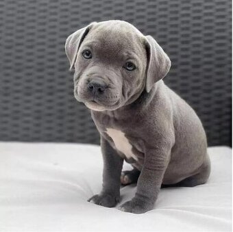 Šteniatka - Americký stafordšírsky teriér (Amstaff, Staford)