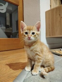 maciatka