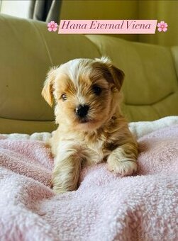 Golddust Yorkshire Terrier, Yorskshire s PP, Jork