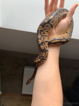 Python regius