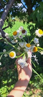 🌼Slamienka krídlatá - piesočník