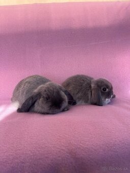 Minilop zakrslý králik