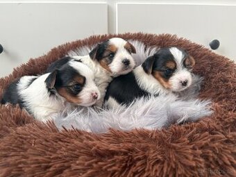 Biewer Yorkshire Terrier