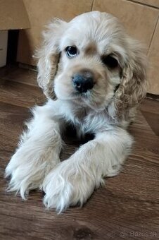 Americký kokeršpaniel