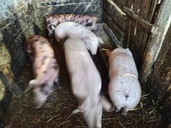 Darujem domáce výkrmové prasiatka