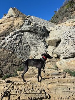 Sučka taliansky chrtik ihned k odberu - 1