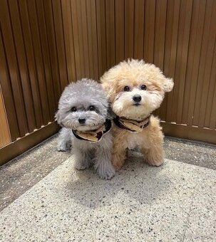 K dispozícii sú dve zdravé šteniatka pudla.