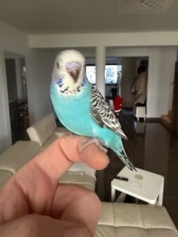 Andulka Maznačik krotká - 1