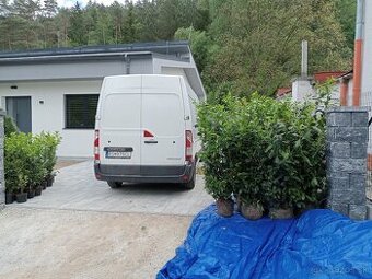 Tuja Smaragd, vavrínovec, červienka -  ROŽŇAVA