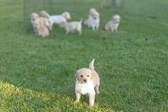 ZLATÝ RETRIEVER