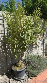 Oleander na kmienku - krása Stredomoria u Vás doma