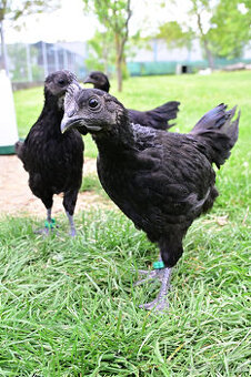 Ayam Cemani kohútiky