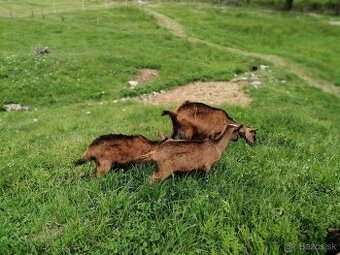 predám mladú bezrohú kozu s dvoma kozičkami
