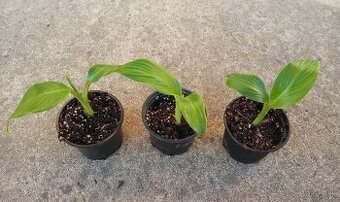 Banánovníky - Ensete, Musella, Dwarf Cavendish