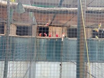 ROZELA PESTRÁ rubino, lutino a štepiteľná na červenú