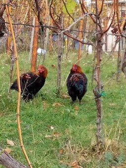 kohút marans medenokrký