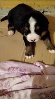 Bernský salašnický pes bez PP