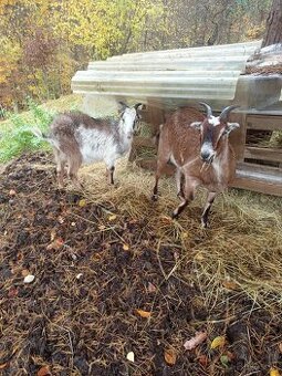 Predám kozu s capkom