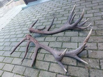 Trofej trofeje paroh parohy parozie zhody