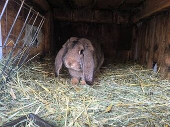 Predam francuzskeho barana samca