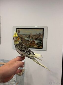 Rucne dormena korela.