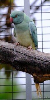 Alexander malý aqua opalin ct