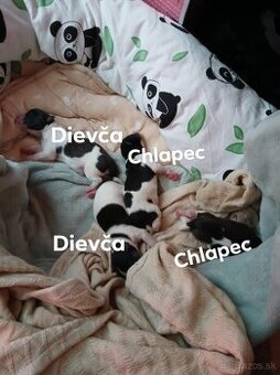 Darujem šteniatka.