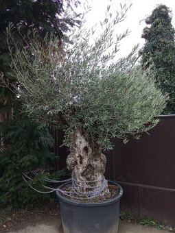 Predám olivovník Bonsai- hrubý kmeň