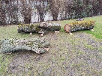 Predám 4 kmene z nedávno spíleneho stromu