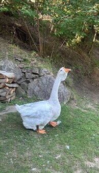 Cholmogor Gunar