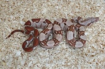 Boa imperator - VPI T+ Albino het Blood, Normal DH VPI Blood