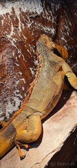 Leguan červený