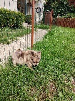 pomeranian x civava