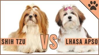 Kúpim šteniatko SUČKU SHITZU, Shih-tzu alebo LHASA APSO