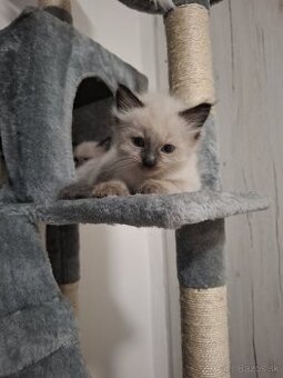 Ragdoll