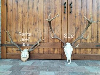 Trofeje jeleňov parozie