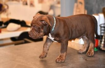 American bully - ch.s. Family Muscle Bullies